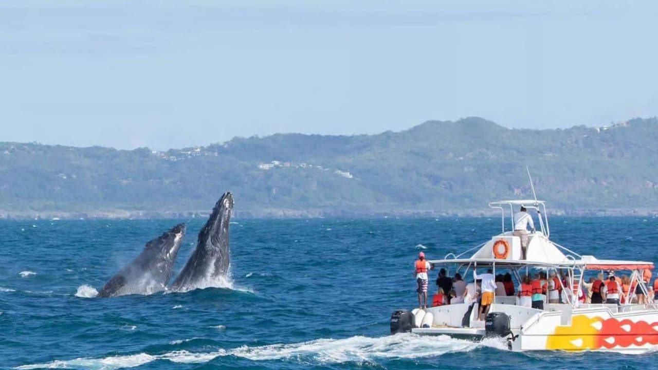 Samaná Cayo Levantado Isla Bacardí y Waterfal + Whale Watch — Guided tour and outdoor activity