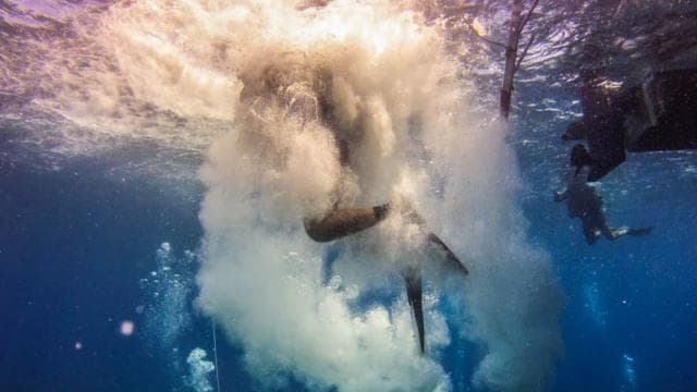 Catalina Island Scuba Diving Tour from Punta Cana — Guided tour and outdoor activity
