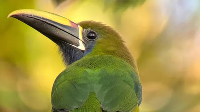Monteverde: Birdwatching Half-Day Tour — Guided tour and outdoor activity