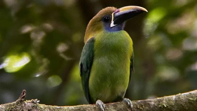 Uvita: Bird Watching Tour — Guided tour and outdoor activity