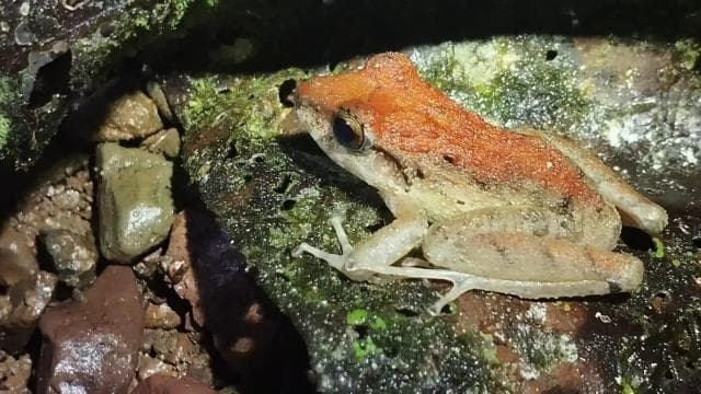 Manuel Antonio Night Jungle Tour — Guided tour and outdoor activity