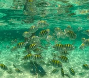 Santo Domingo: Full Day Tour to Paradise Island - Cayo Arena — Guided tour and outdoor activity