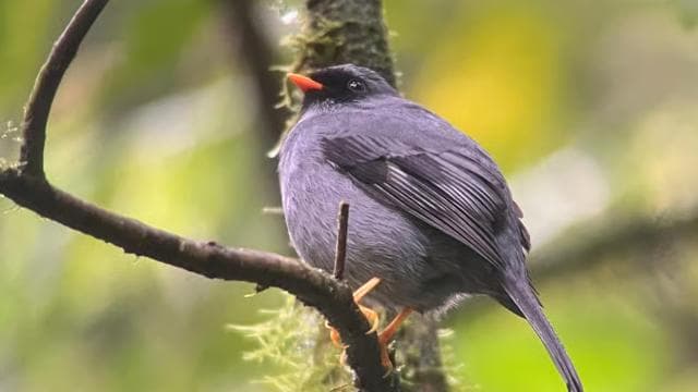 Monteverde cloud forest preserve tours — Guided tour and outdoor activity