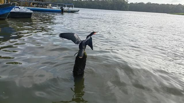 Canoe, night and day hike in Tortuguero National Park — Guided tour and outdoor activity