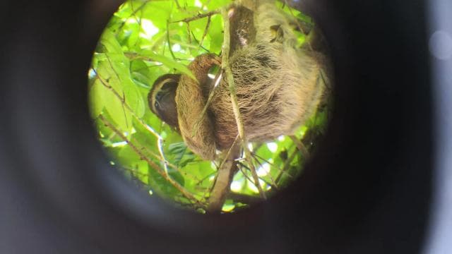 Cahuita: Sloth Watching Guided Tour in the Rainforest — Guided tour and outdoor activity