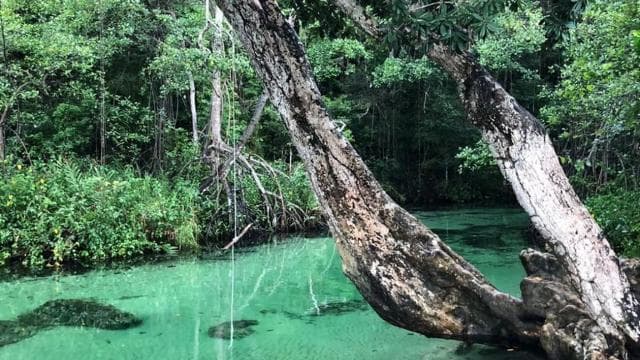 Punta Cana: Playa Rincon, Samana, & Cayo Levantado Day Trip — Guided tour and outdoor activity