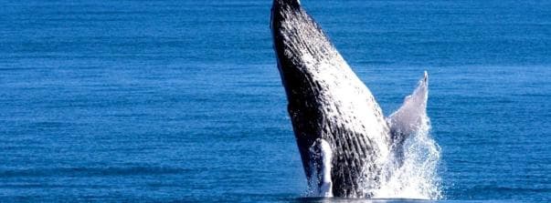 Samana: Whale Watching Tour — Guided tour and outdoor activity