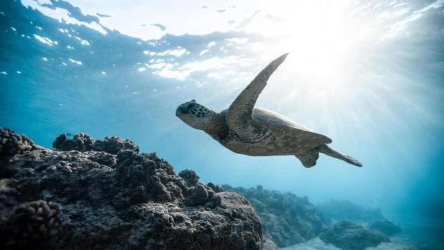 Dive into Paradise: Manzanillo's Dolphin, Snorkel and Lunch — Guided tour and outdoor activity