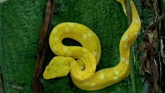 Cahuita National Park+Bribri Chocolate Tour+Waterfalls Tour+Lunch — Guided tour and outdoor activity