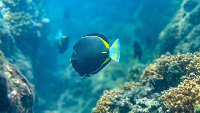 Uvita: Snorkeling at Caño Island - Unforgettable Experience — Guided tour and outdoor activity
