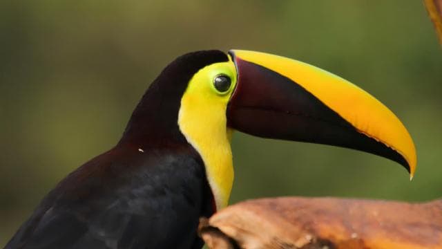 La Fortuna: Rio Celeste Waterfall and National Park Tour — Guided tour and outdoor activity