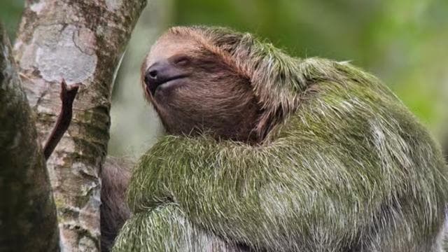 Costa Rica: Sloth Tour at Juan Castro Blanco National Park — Guided tour and outdoor activity