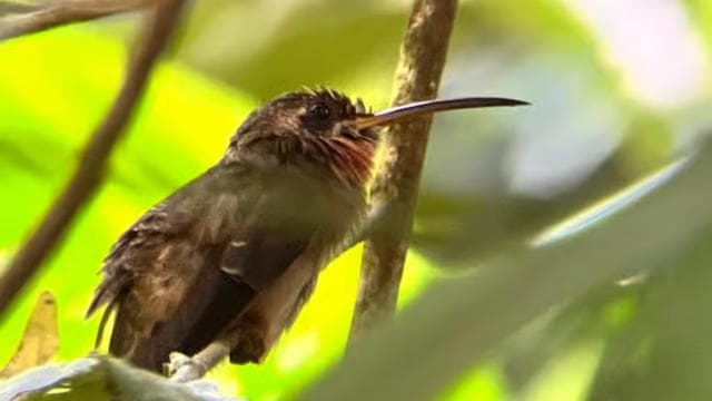 PRIVATE TOUR Manuel Antonio park — Guided tour and outdoor activity