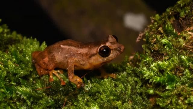 Monteverde: Cloud Forest Guided Nature Tour — Guided tour and outdoor activity