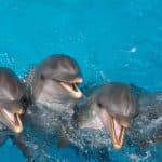 Punta Cana: Swim with Dolphins in the Pool — Guided tour and outdoor activity