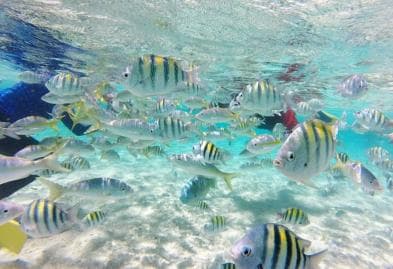 Cayo Arena: Paradise Island Tour Sosua o Cabarete — Guided tour and outdoor activity