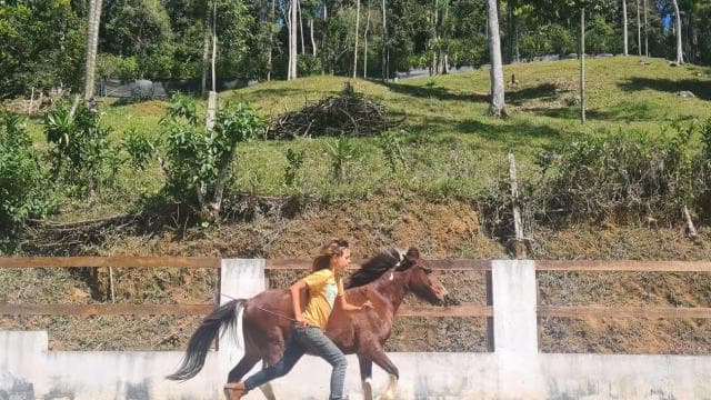 Finca Soley: Liberty Workshop and coaching with Horses — Guided tour and outdoor activity