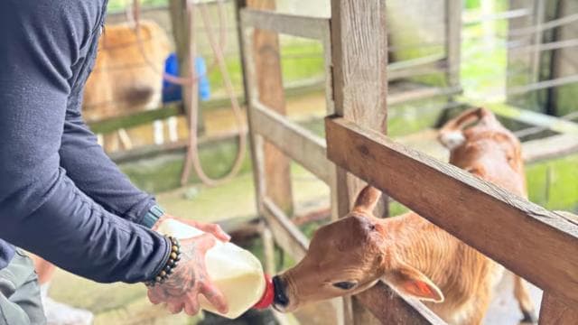 Monteverde: Finca El Paraiso Cheese Farm Tour — Guided tour and outdoor activity