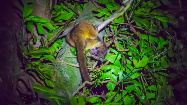 Monteverde: Kinkajou Forest Night Walking Tour — Guided tour and outdoor activity