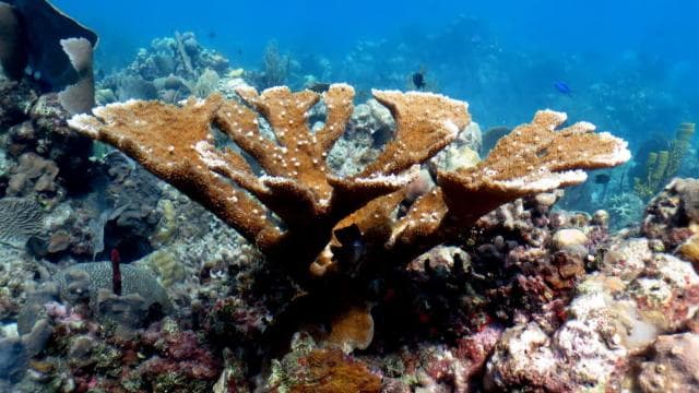 La Romana: Catalina Island for Mein Schiff Cruise Passengers — Guided tour and outdoor activity