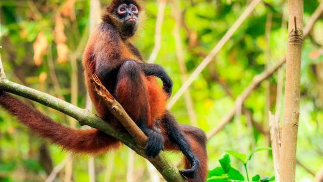 Drake Bay: Corcovado National Park and Sirena Station Tour — Guided tour and outdoor activity