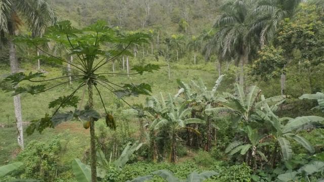 From Punta Cana: Samaná, Cayo Levantado & El Limón Waterfall — Guided tour and outdoor activity