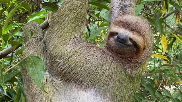 Manuel Antonio National Park Guided Tour – TICKET GUARANTEED — Guided tour and outdoor activity