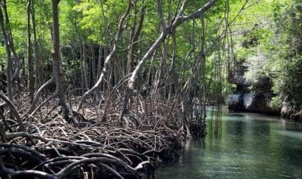 From Punta Cana: Los Haitises Guided Day Tour — Guided tour and outdoor activity