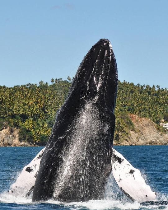 Miches Whale Watching + Laguna Limón Kayaking Tour — Meeting Point in Miches — Guided tour and outdoor activity