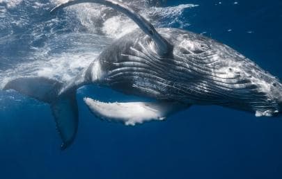 Whale Watching + Cayo Levantado — Guided tour and outdoor activity
