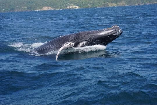 Punta Cana: Miches Whale Watching Catamaran Tour with Snacks  — Guided tour and outdoor activity