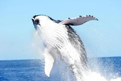 Punta Cana: Samana Whale Watching, Cayo Levantado & Lunch — Guided tour and outdoor activity