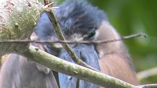 Cahuita: Walking Tour and Wildlife Sightseeing, Tour with Tour Guide — Guided tour and outdoor activity