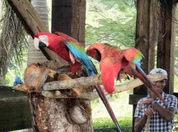 Punta Cana: Buggy and Zipline Adventure at La Hacienda — Guided tour and outdoor activity