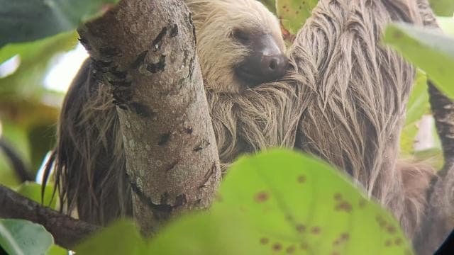 Cahuita: National Park Wildlife & Sightseeing Guided Tour — Guided tour and outdoor activity