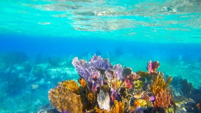 LICENSED Two-Hour Snorkeling Adventure Cahuita National Park — Guided tour and outdoor activity