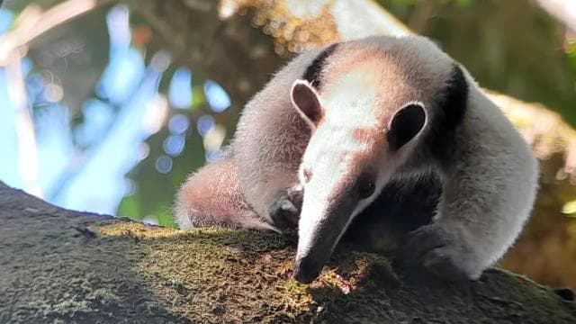 Manuel Antonio National Park tour Entrance ticket included. — Guided tour and outdoor activity