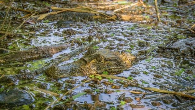 Cahuita National Park: Best Things to Do in Cahuita Limon — Guided tour and outdoor activity
