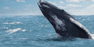 From Punta Cana: Samana Cayo Levantado & Whales — Guided tour and outdoor activity