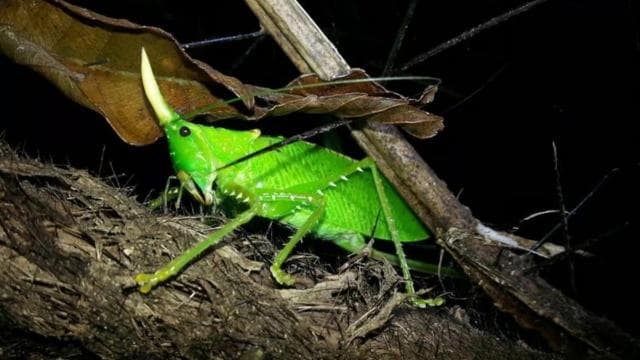 Monteverde: Private Night Tour with Wildlife Encounters — Guided tour and outdoor activity