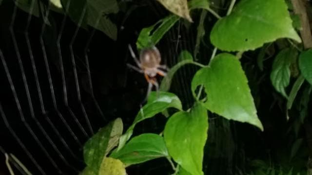 Manzanillo: Night hike in the forest — Guided tour and outdoor activity