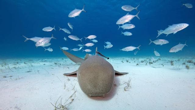 Epic Cahuita Combo Tour: Snorkel Reefs & Hike with Wildlife — Guided tour and outdoor activity