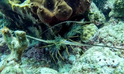 diving without a license catalina island from punta cana — Guided tour and outdoor activity