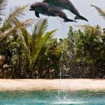 Dolphin Encounter at Ocean World, Puerto Plata — Guided tour and outdoor activity
