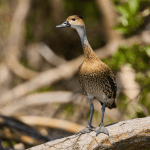 Los Haitises All One: Kayaking, Hiking, Boat, and Swimming — Guided tour and outdoor activity