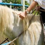 Punta Cana: ATV and Horseback Ride Adventure Tour — Guided tour and outdoor activity