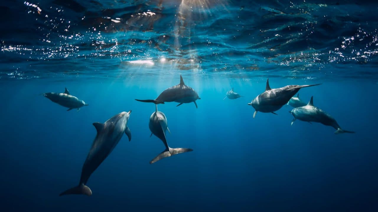 Punta Cana: Dolphin Discovery Swims and Encounters — Guided tour and outdoor activity