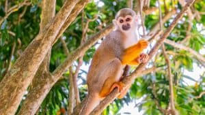 From Bayahibe: Half Day Monkeyland Safari — Guided tour and outdoor activity