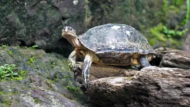 From San Jose: 3-Day Tortuguero National Park Excursion — Guided tour and outdoor activity