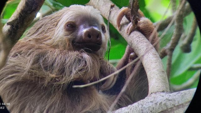 Cahuita: Hiking tour and wildlife spotting — Guided tour and outdoor activity